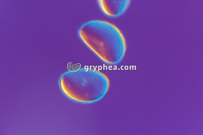 Spores de Polypode (Fougère) x160 - gryphea.org